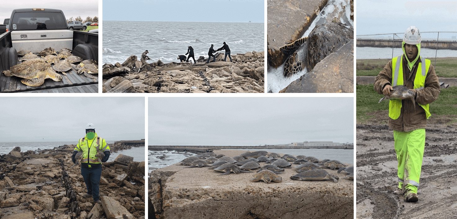 Penguins resting on rocky coastal shores with close-up of barnacles on rock.